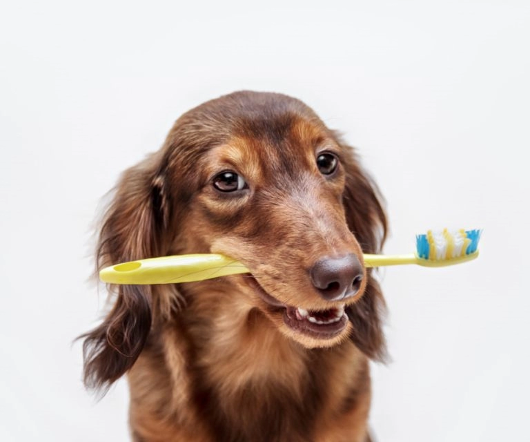 pies trzymający szczotkę do zębów